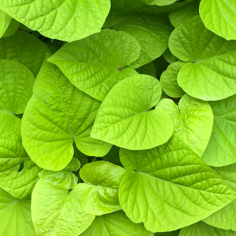leaves